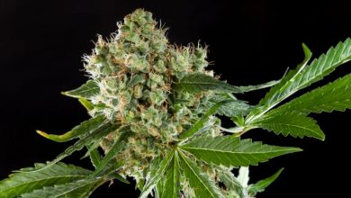 Photo of Medicinal Cannabis strains- Alchimia Grow Shop