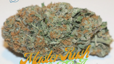 Photo of Master Kush Ultra Review by Ozone Discovery