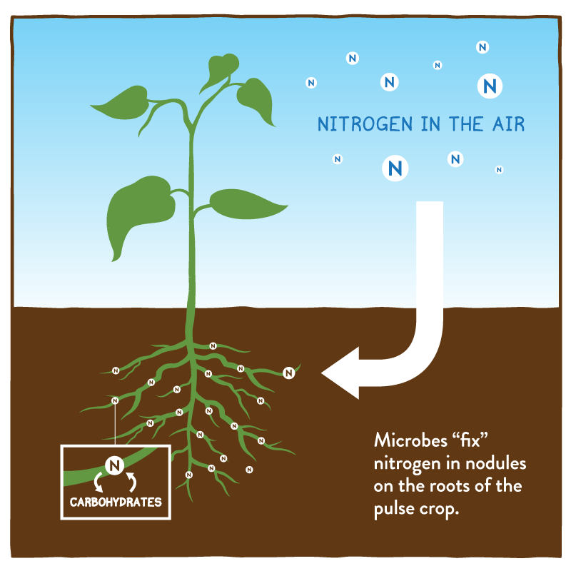 The Scientific Importance of Nitrogen