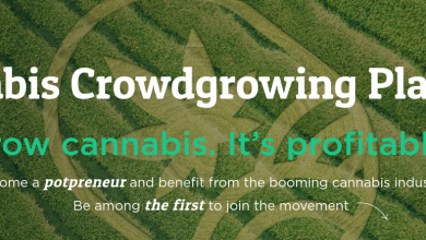 Photo of Cannabis Crowdgrowing Platform – Juicyfields.io