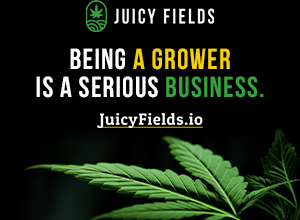 Photo of Cannabis Crowdgrowing Platform – Juicyfields.io
