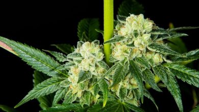 Photo of How to interpret cannabis strain descriptions- Alchimia Grow Shop