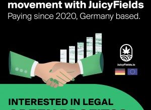 Photo of Germany’s Drug Commissioner Endorses Decriminalizing Cannabis – Ganjactivist.com