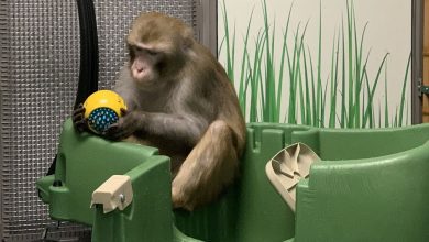 Photo of Elon Musk’s brain implant startup Neuralink denies that researchers abused monkeys