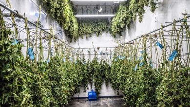Photo of Spain’s Ministry of Interior seeks companies to destroy large cannabis plantations- Alchimia Grow Shop