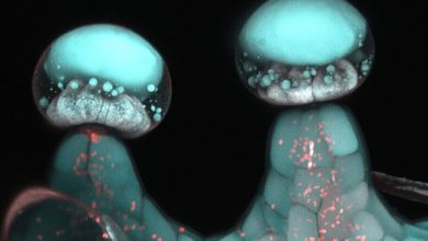 Photo of Cannabis trichomes under the electron microscope- Alchimia Grow Shop