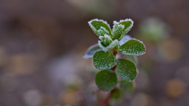 Photo of Vernalisation – how cold can induce flowering