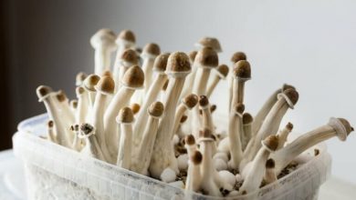 Photo of Things to know before trying magic mushrooms for the first time- Alchimia Grow Shop
