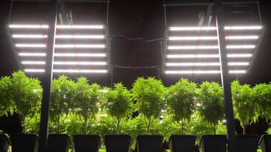 Photo of LED or HID? Important points to consider- Alchimia Grow Shop