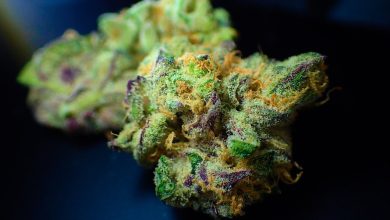 Photo of Top 10 highest-THC cannabis strains of 2022- Alchimia Grow Shop