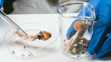 Photo of Effects of magic mushrooms (medicinal and recreational)- Alchimia Grow Shop