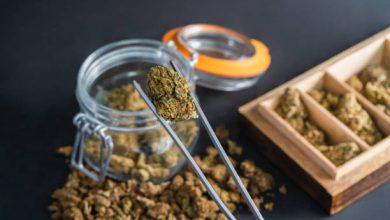Photo of Does Marijuana Use Increase Alzheimer’s Risk?