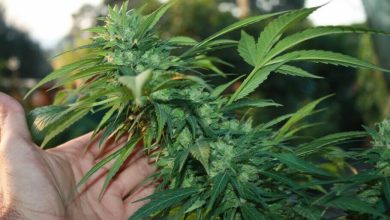 Photo of 10 tricks to start off on the right foot- Alchimia Grow Shop
