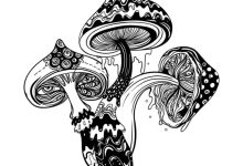 Photo of Bad trips and magic mushrooms- Alchimia Grow Shop