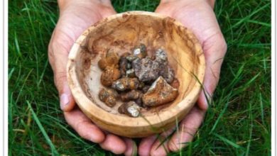Photo of Differences between magic truffles and hallucinogenic mushrooms- Alchimia Grow Shop
