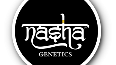 Photo of Nasha Genetics, balance between tradition and technology- Alchimia Grow Shop