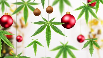 Photo of Cannabis gift ideas for Christmas 2024- Alchimia Grow Shop