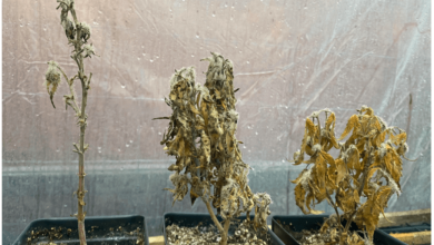 Photo of Cannabis crops gone wrong- Alchimia Grow Shop