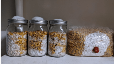 Photo of Popcorn Tek, spore inoculation in corn kernels- Alchimia Grow Shop
