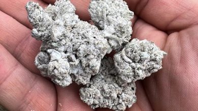 Photo of Cannabis snowballs, what are they and how are they made?- Alchimia Grow Shop