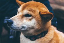 Photo of Shiba Inu (SHIB) Fetches $12M Investment in a Token Sale to Build Privacy-Focused Blockchain