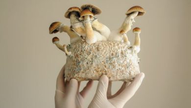 Photo of Contamination in magic mushroom cakes, what to do and how to prevent it?- Alchimia Grow Shop