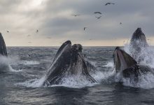 Photo of Bitcoin Whales Bought the Dip, Stashing $1.2B of BTC Ahead of Halving