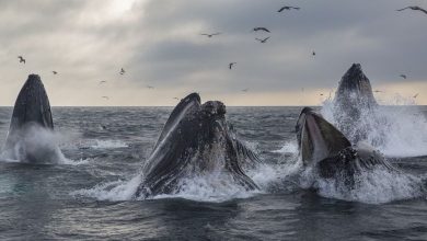 Photo of Bitcoin Whales Bought the Dip, Stashing $1.2B of BTC Ahead of Halving