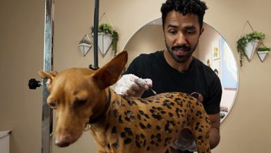 Photo of This Black Entrepreneur’s Dog Grooming Business Makes $1.3M a Year