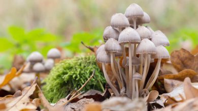 Photo of Types of magic mushrooms- Alchimia Grow Shop