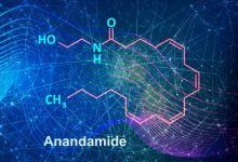 Photo of What is anandamide?- Alchimia Grow Shop