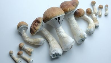 Photo of Harvesting, drying and storing magic mushrooms- Alchimia Grow Shop