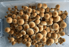 Photo of fruiting chambers- Alchimia Grow Shop