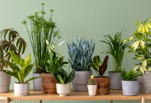 Photo of 11 Best Indoor Air Purifying Plants: Nature’s Air Filters for Your Home