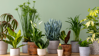 Photo of 11 Best Indoor Air Purifying Plants: Nature’s Air Filters for Your Home