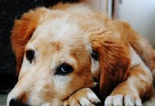 Photo of Tumors in Dogs: How CBD Can Help