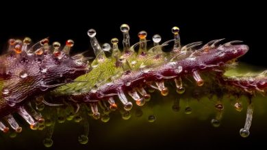 Photo of Cannabis trichomes explained- Alchimia Grow Shop