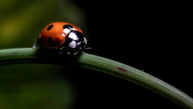 Photo of Biological control in cannabis cultivation- Alchimia Grow Shop