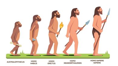 Photo of evolution and psilocybin- Alchimia Grow Shop