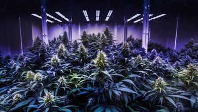 Photo of How to choose your LED cannabis grow lamp- Alchimia Grow Shop