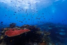 Photo of ‘Graveyard of Coral’: Great Barrier Reef Suffers Reported Record Mortality