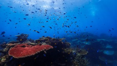 Photo of ‘Graveyard of Coral’: Great Barrier Reef Suffers Reported Record Mortality