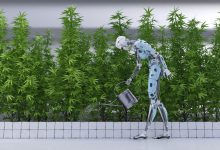 Photo of Cannabis cultivation of the future- Alchimia Grow Shop