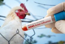 Photo of Bird Flu: What You Need to Know and How to Stay Safe