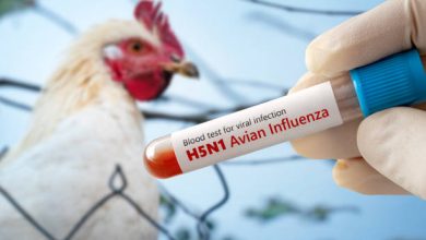 Photo of Bird Flu: What You Need to Know and How to Stay Safe