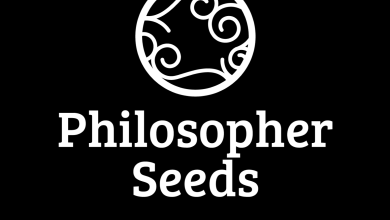 Photo of Philosopher Seeds new strains for 2025- Alchimia Grow Shop