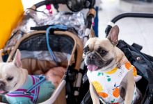 Photo of 6 Popular Business Trends in Pet Industry