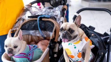 Photo of 6 Popular Business Trends in Pet Industry