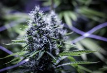 Photo of 10 reasons why you should grow your own cannabis buds- Alchimia Grow Shop