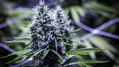 Photo of 10 reasons why you should grow your own cannabis buds- Alchimia Grow Shop